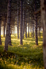 A forest under the sunlight. Nature, forest, landscape