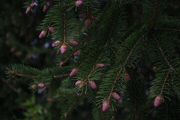 Purple Pine