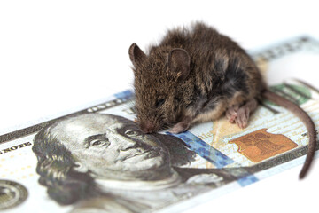The mouse is sitting on a hundred dollars on a white background.