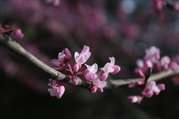 Pink Spring