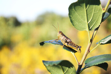 Grasshopper