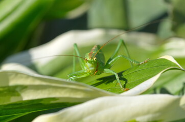Green grasshopper (Lat. Tettigonia viridissima) on a leaf close-up