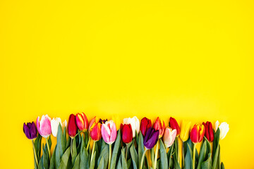 Tulips on yellow background, mother's day concept.