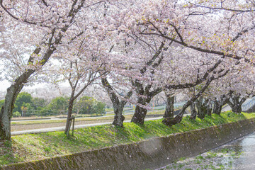 桜吹雪