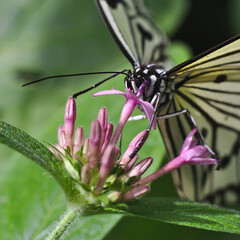 Grand papillon planeur 