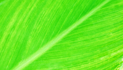 A natural yellowish green leaf pattern fills the frame for the background.