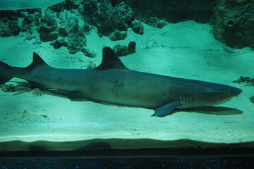Aquarium fish. Shark in the aquarium. Close-up.