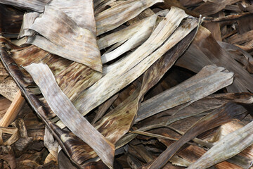 Brown dried banana leaves piled on the ground naturally, dried brown leaves in nature, concept as natural fuel and soil fertilizer.