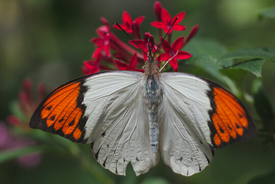 Papillon "Hebomoia glaucippe formosana" orange et blanc avec des motifs noirs, vue dorsale ailes ouvertes, butinant de petites fleurs rouges
