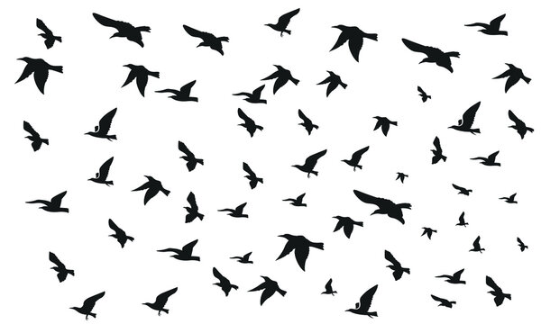 Set of ravens. A collection of black crows. Silhouette of a flying crow. Vector illustration of ravens silhouette. Grunge bird tattoo.
