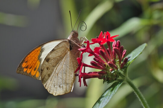 Papillon "Hebomoia glaucippe formosana", vue ventrale de profil, orange et blanc avec des motifs noirs, trompe déployée, butinant de petites fleurs rouges