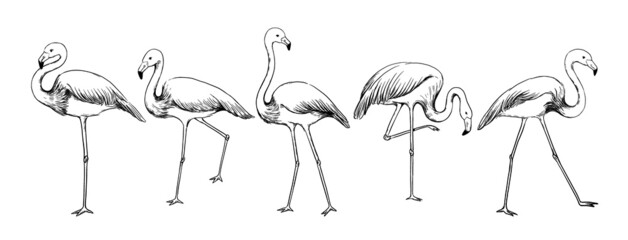Flamingo sketch. Exotic tropical bird in various poses. Feathered animals flock with long tail and wings. Isolated engraving flying creatures. Wildlife nature. Vector hand drawn fowl set © SpicyTruffel