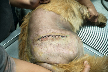 Close up of a dog shoulder with a cut sutured with stitches.