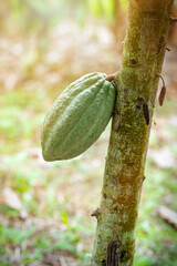 Cacao fruit on a cacao tree in tropical rainforest farm.