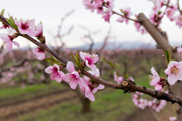 Peach flowers blossom in spring. Beautiful natural  background. Peach trees in the orchard.