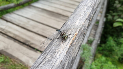 Macro shots, showing of eyes dragonfly and wings detail. Beautiful dragonfly in the nature habitat. Insect dragonfly close up.