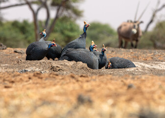 The helmeted guineafowl is the best known of the guineafowl bird family, Numididae, and the only member of the genus Numida.	