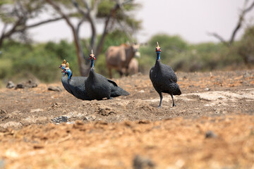 The helmeted guineafowl is the best known of the guineafowl bird family, Numididae, and the only member of the genus Numida.	