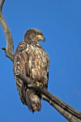 Bald Eagle immature