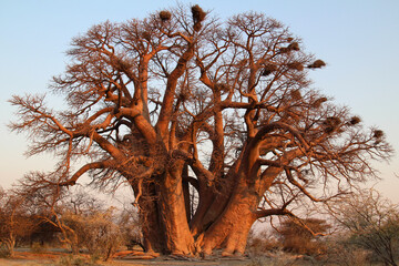 A huge Baobab Tree standing in Tarangire National Park, Tanzania. This giant tree has since fallen...