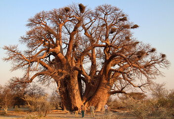 A huge Baobab Tree standing in Tarangire National Park, Tanzania. This giant tree has since fallen...