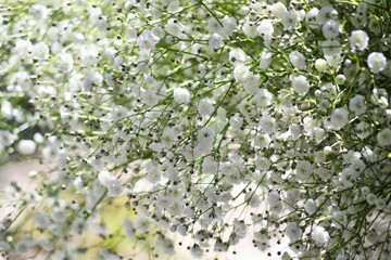 カスミソウの花束.