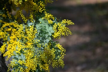 ミモザの花