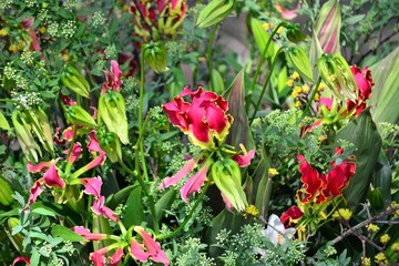 グロリオサの花