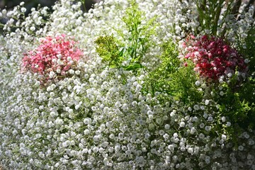 カスミソウの花束.