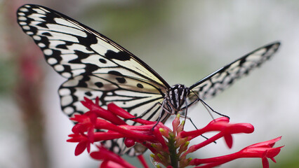 Fototapeta na wymiar Grand papillon planeur 