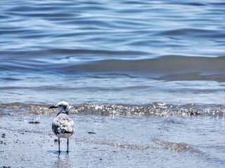 seagulls looking for food at the beach