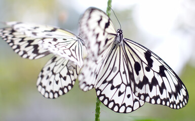 Danse de deux grands papillons planeurs "Idea leuconoe clara" blanc et noir autour d'une tige verte - Powered by Adobe