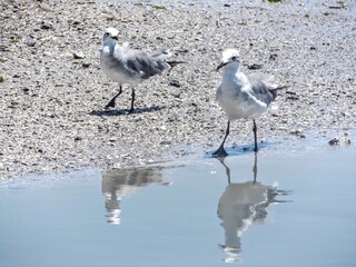 seagulls looking for food at the beach