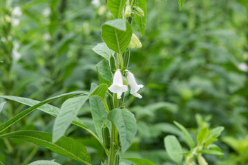 Sesame seed flower on tree in the field