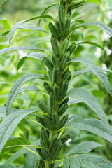 Sesame plant crop growing in green farmland