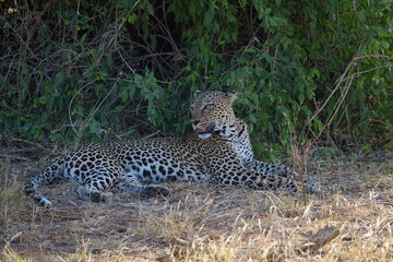 Leopard Samburu National Reserve Kenia