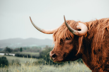Highland cattle