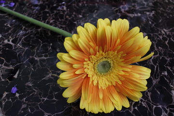 Beautiful gerbera flower combination background. Seasonal greetings and greetings cards. Love  and peace message greeting cards. Beautiful wall mounting picture.