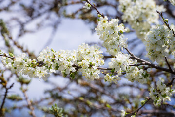 Blooming cherry tree at spring time