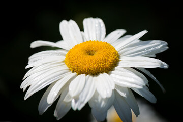 Fototapeta premium A closeup image of a white daisy flower on a dark background
