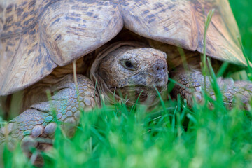 Wild african life. Close up of a cute turtle on a sunny day. Namibia