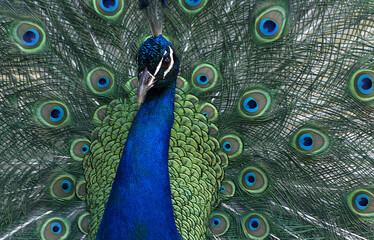 Portrait of beautiful peacock with feathers out (large and brightly bird).