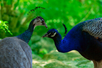 Two cute peacocks; male and female, looking at each other lovingly on a blur background.