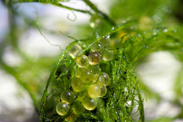 Fototapeta na wymiar 化学繊維でできた人工産卵床藻に付着したメダカの卵たちをマクロ接写撮影
