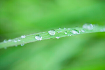 water drops on the green leaf grass