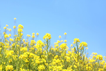 青空　菜の花畑