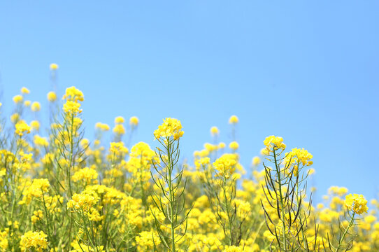 菜の花畑 の画像 470 件の Stock 写真 ベクターおよびビデオ Adobe Stock