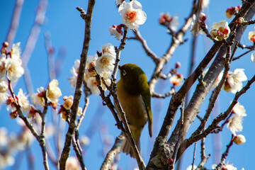 春の訪れとメジロ