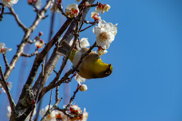 春の訪れとメジロ