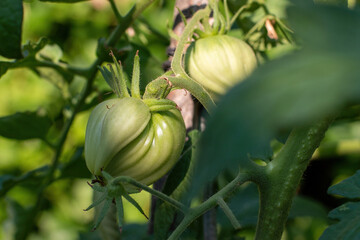 Green and unripe tomatoes hang on a bush. large fruits of immature vegetables. in the greenhouse vegetable plantation with tomatoes and cucumbers. growing organic products.